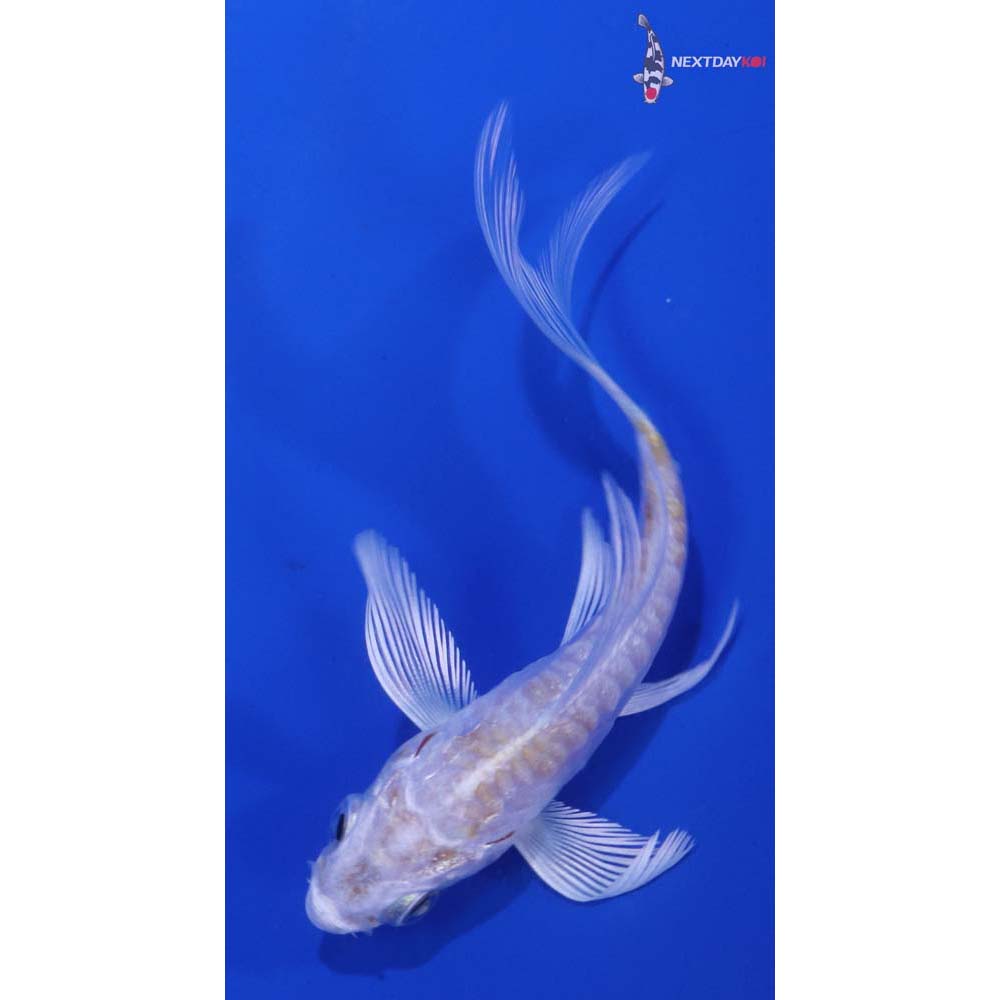 3” Imported Doitsu Lemon Hariwake Butterfly Koi