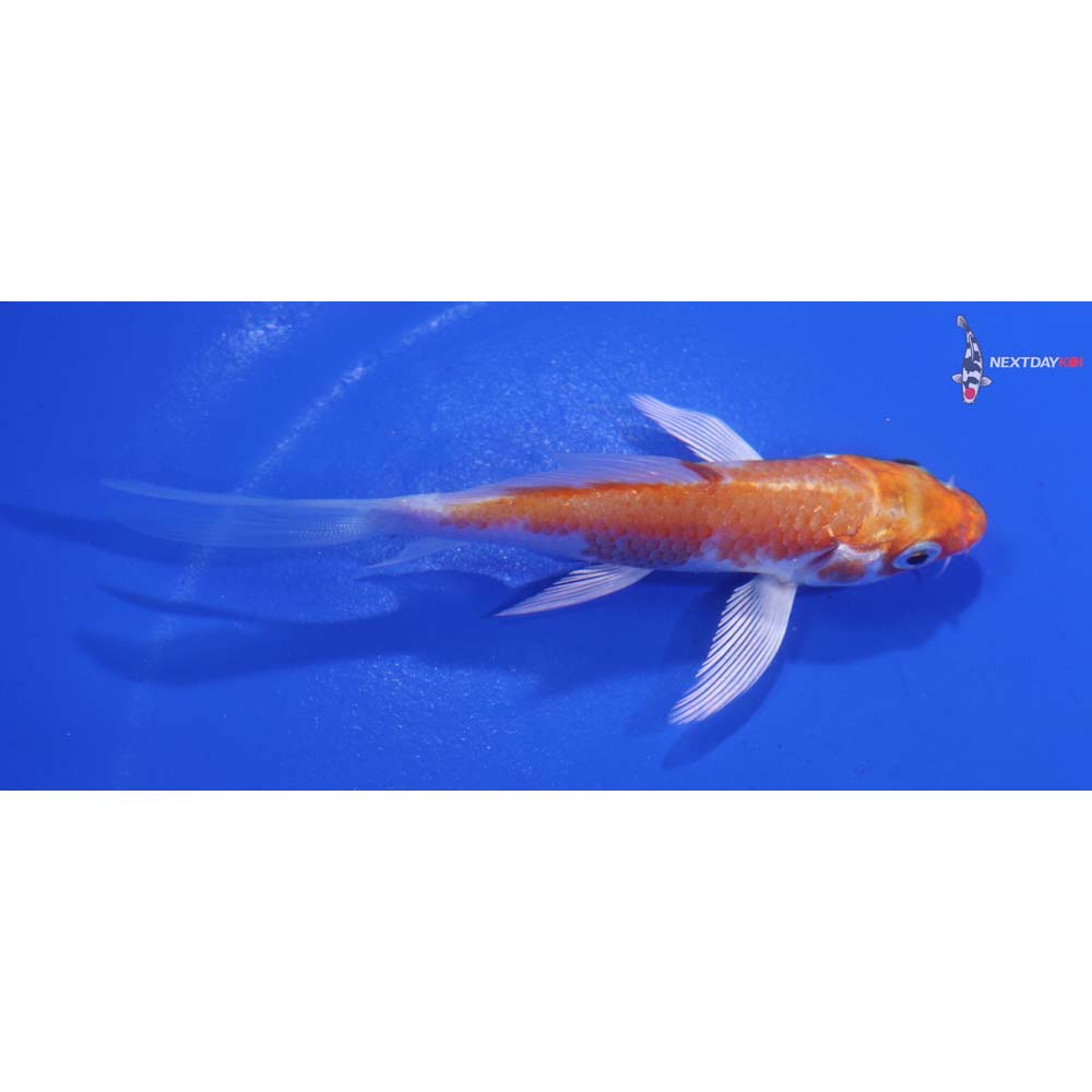 3.5” Imported Hariwake Butterfly Koi