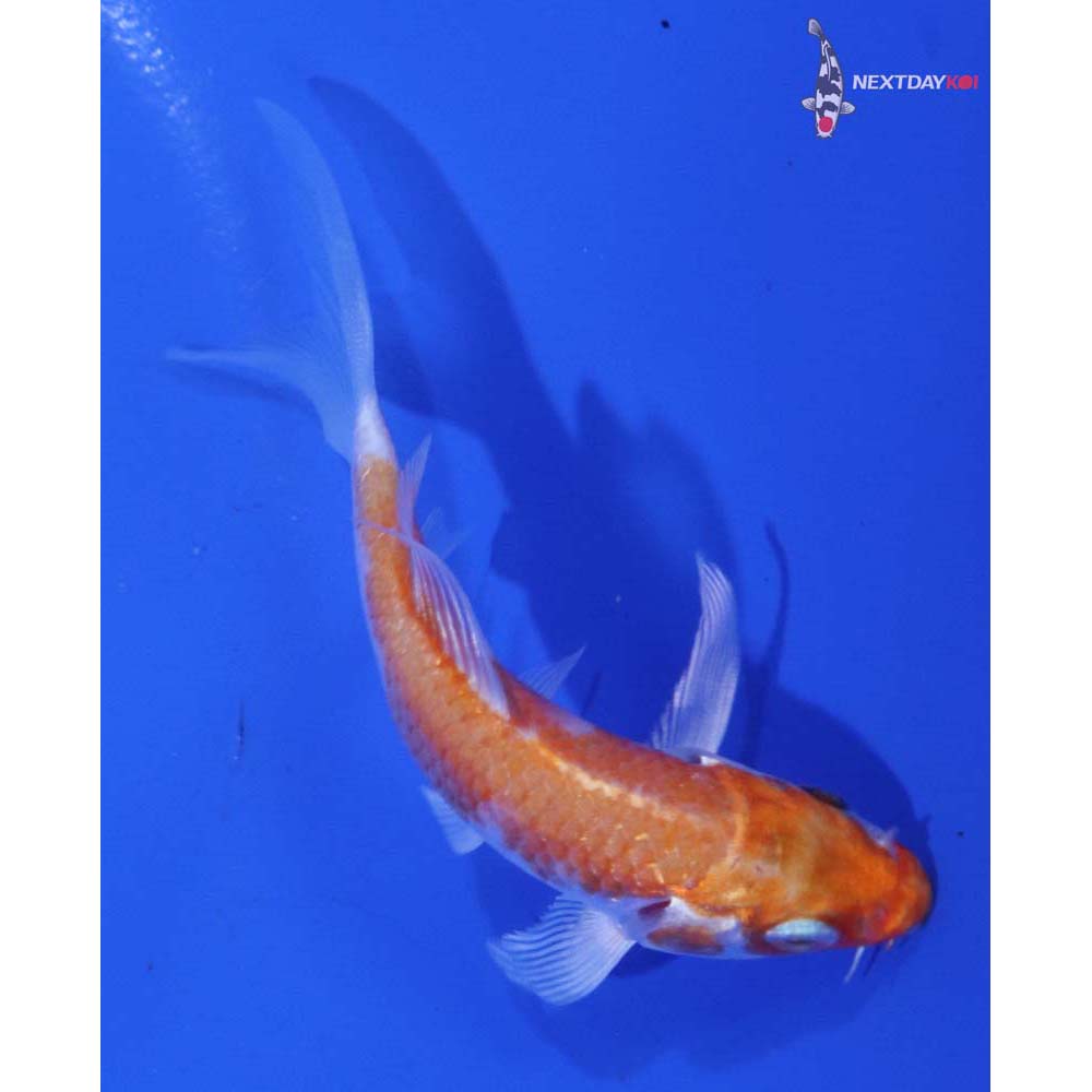 3.5” Imported Hariwake Butterfly Koi