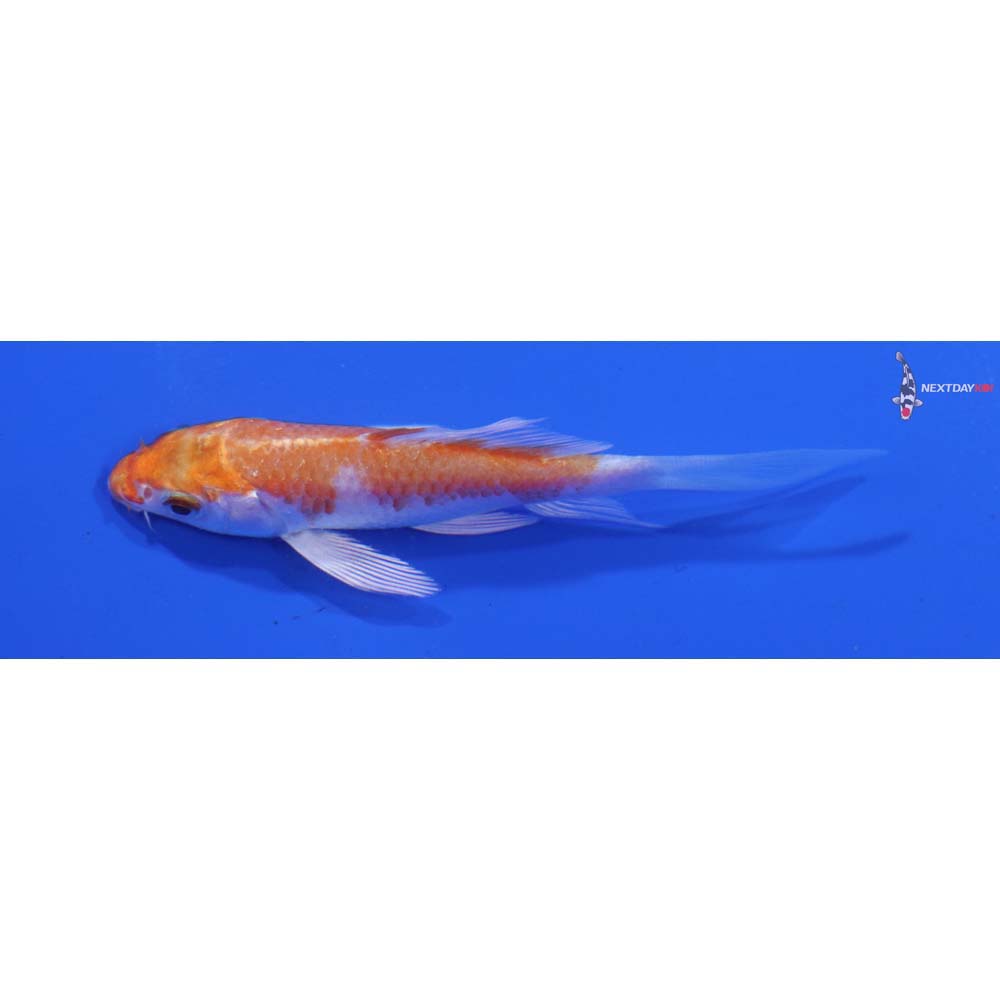 3.5” Imported Hariwake Butterfly Koi