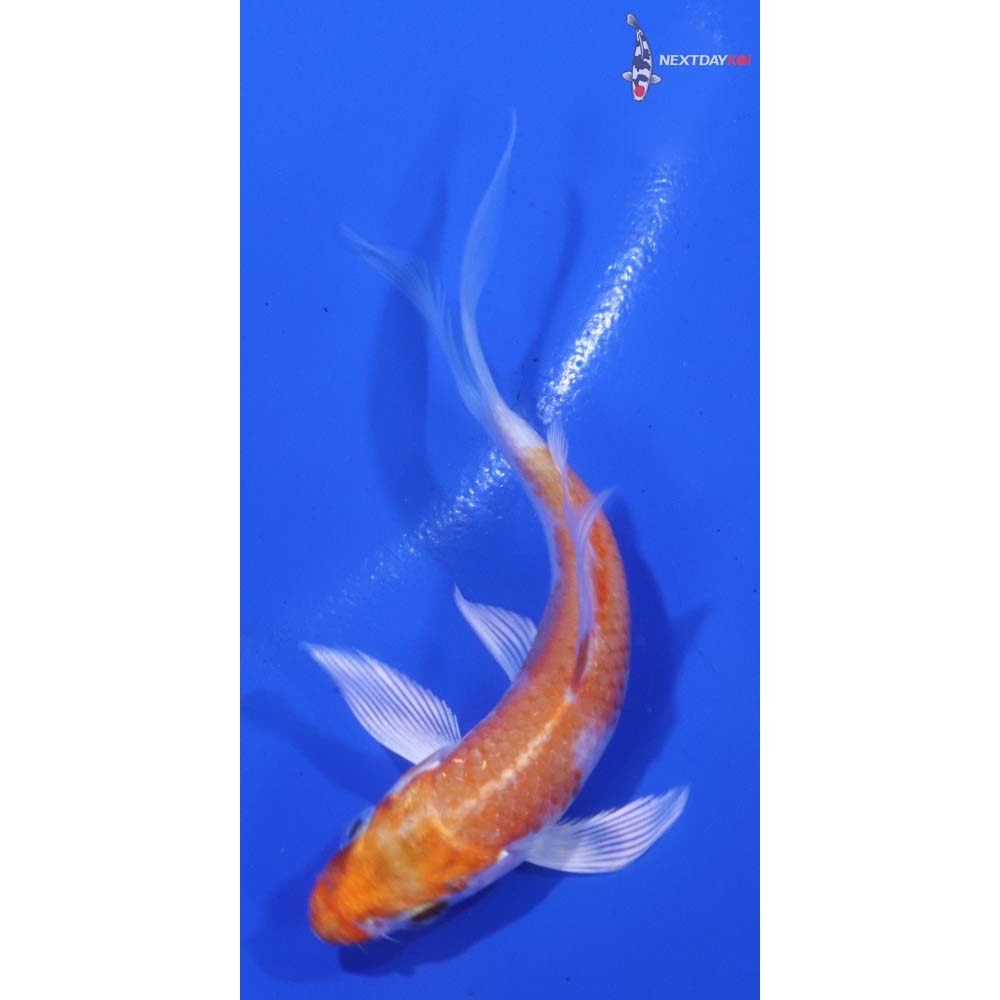 3.5” Imported Hariwake Butterfly Koi