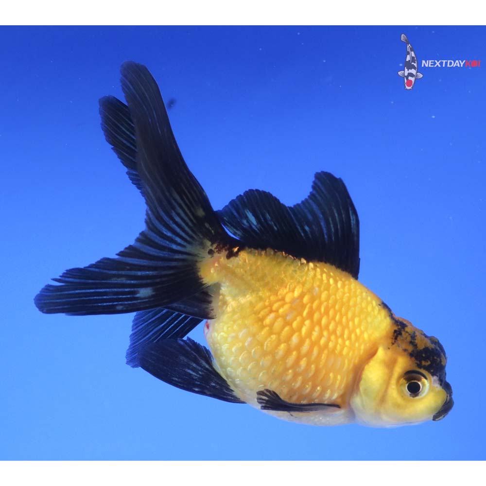 4” Imported Yellow and Black Pearlscale