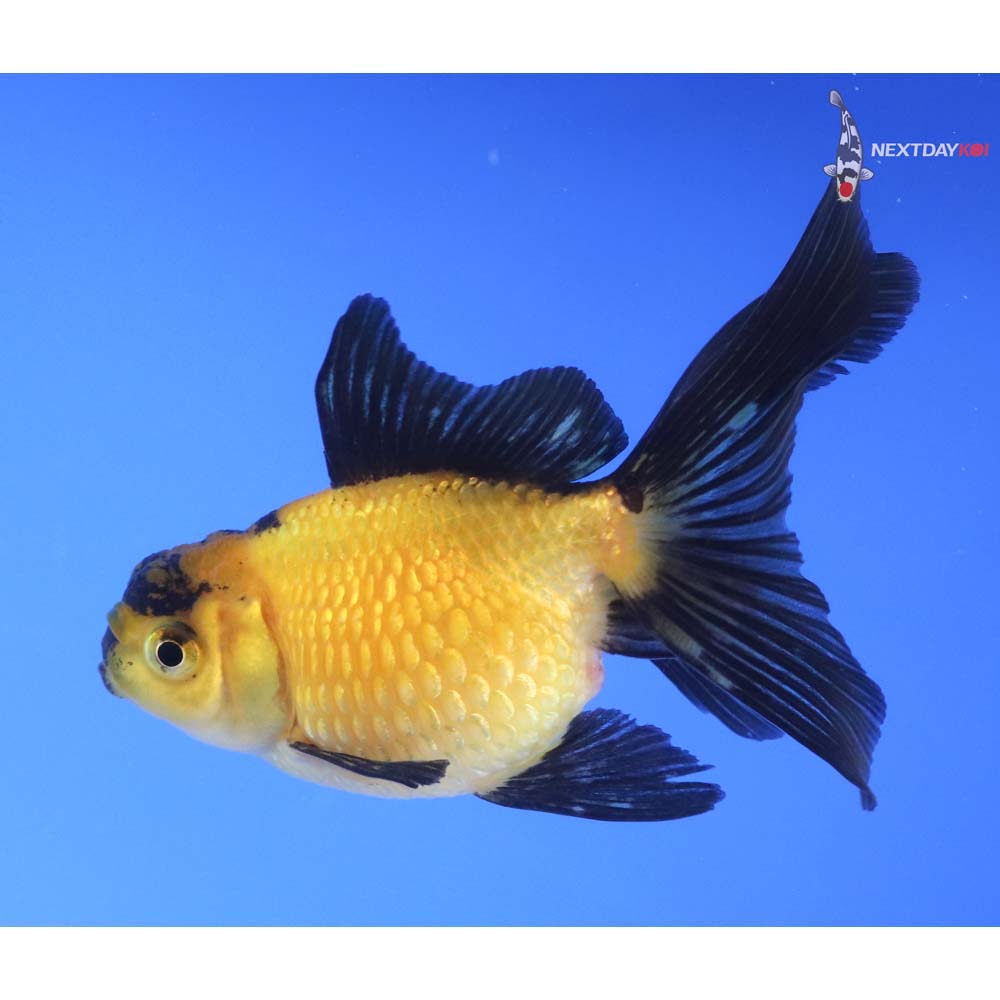 4” Imported Yellow and Black Pearlscale