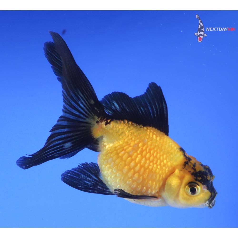 4” Imported Yellow and Black Pearlscale