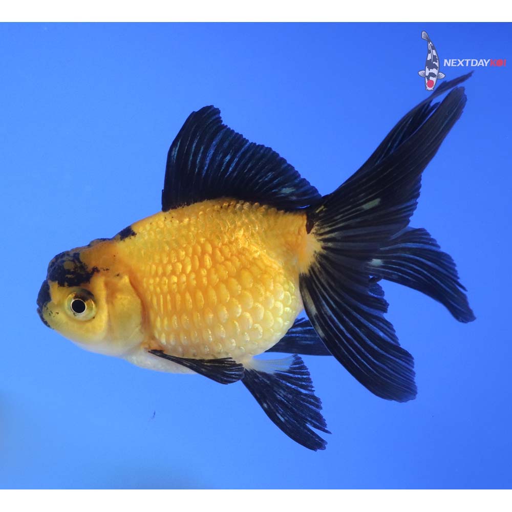 4” Imported Yellow and Black Pearlscale