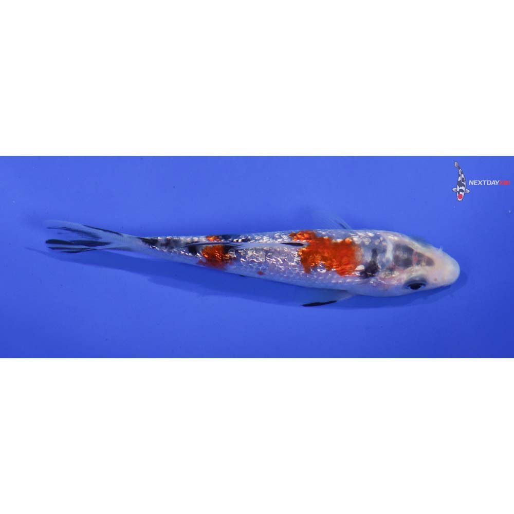 3.5” Imported Gin Rin Sanke