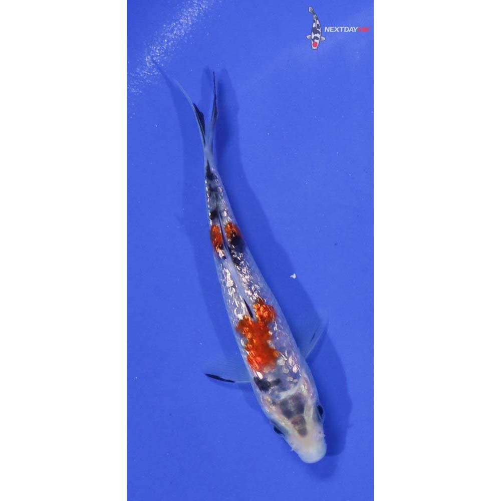3.5” Imported Gin Rin Sanke