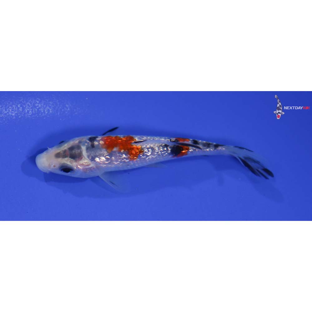3.5” Imported Gin Rin Sanke