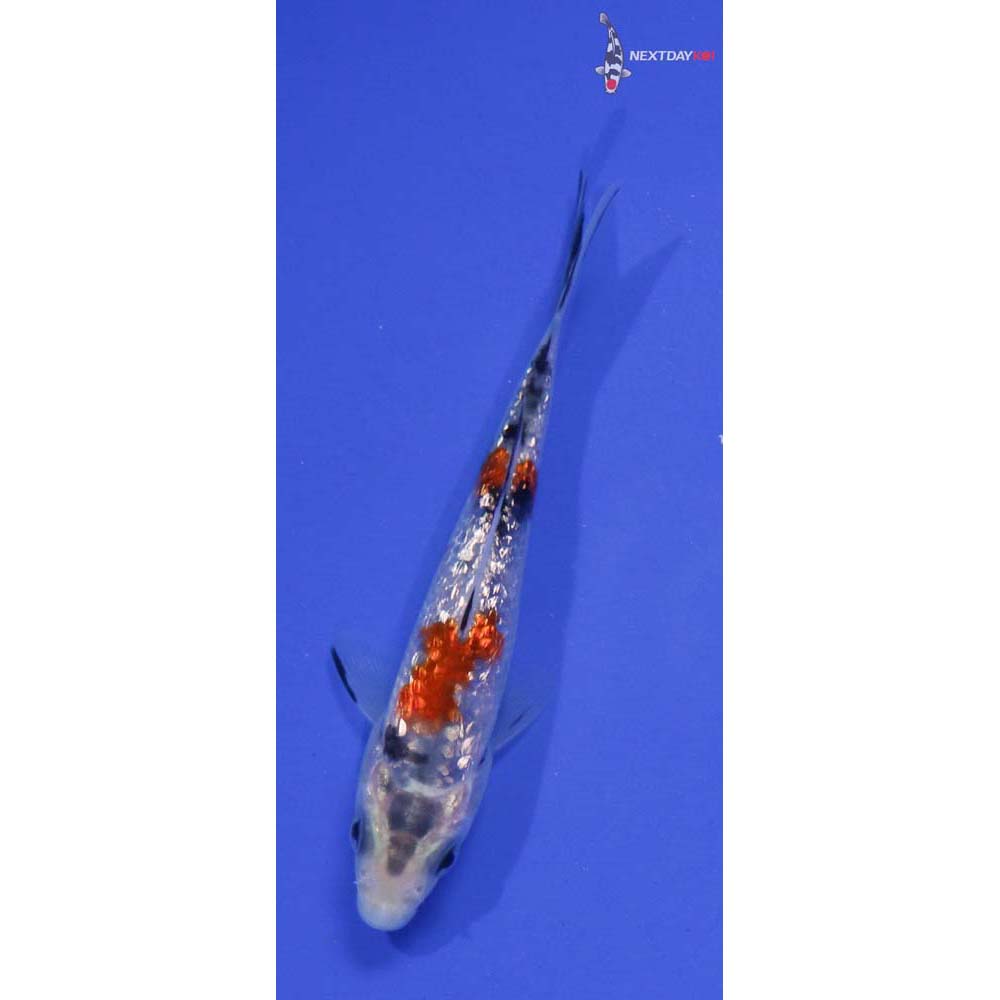 3.5” Imported Gin Rin Sanke