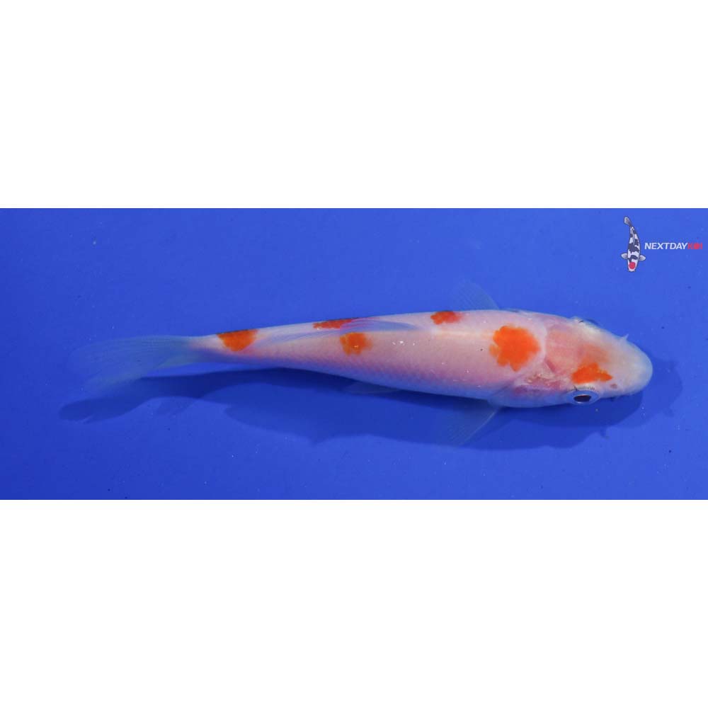 3.5” Imported Kohaku