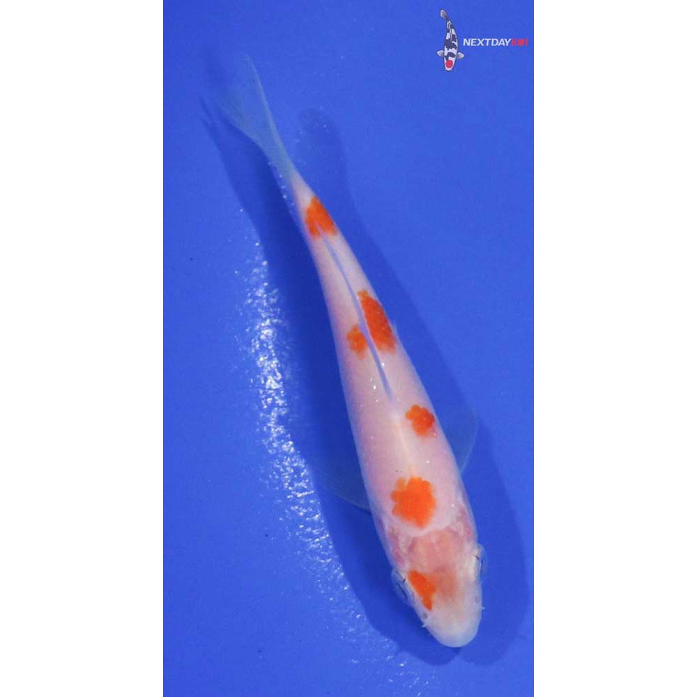 3.5” Imported Kohaku