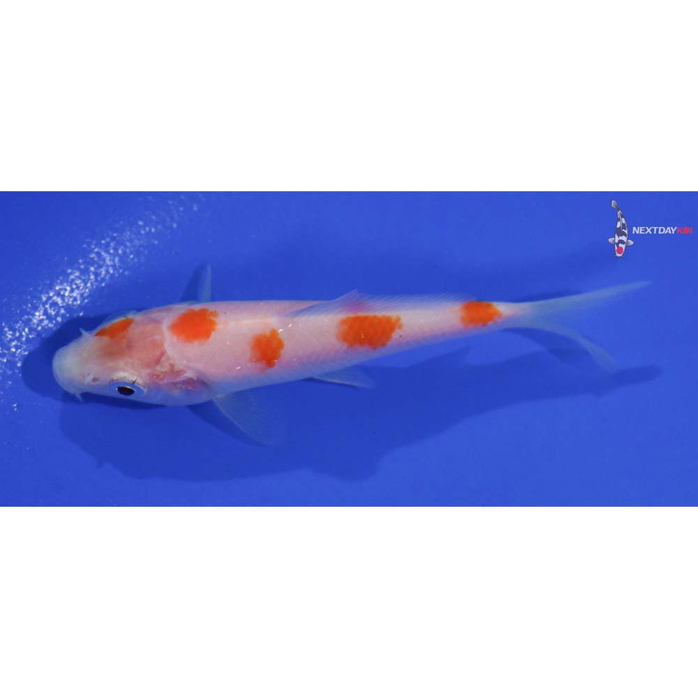 3.5” Imported Kohaku