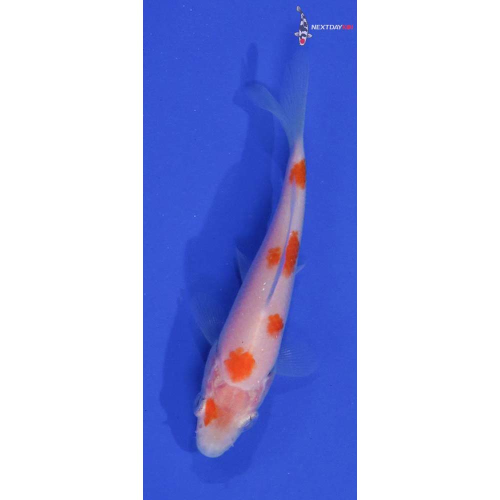 3.5” Imported Kohaku