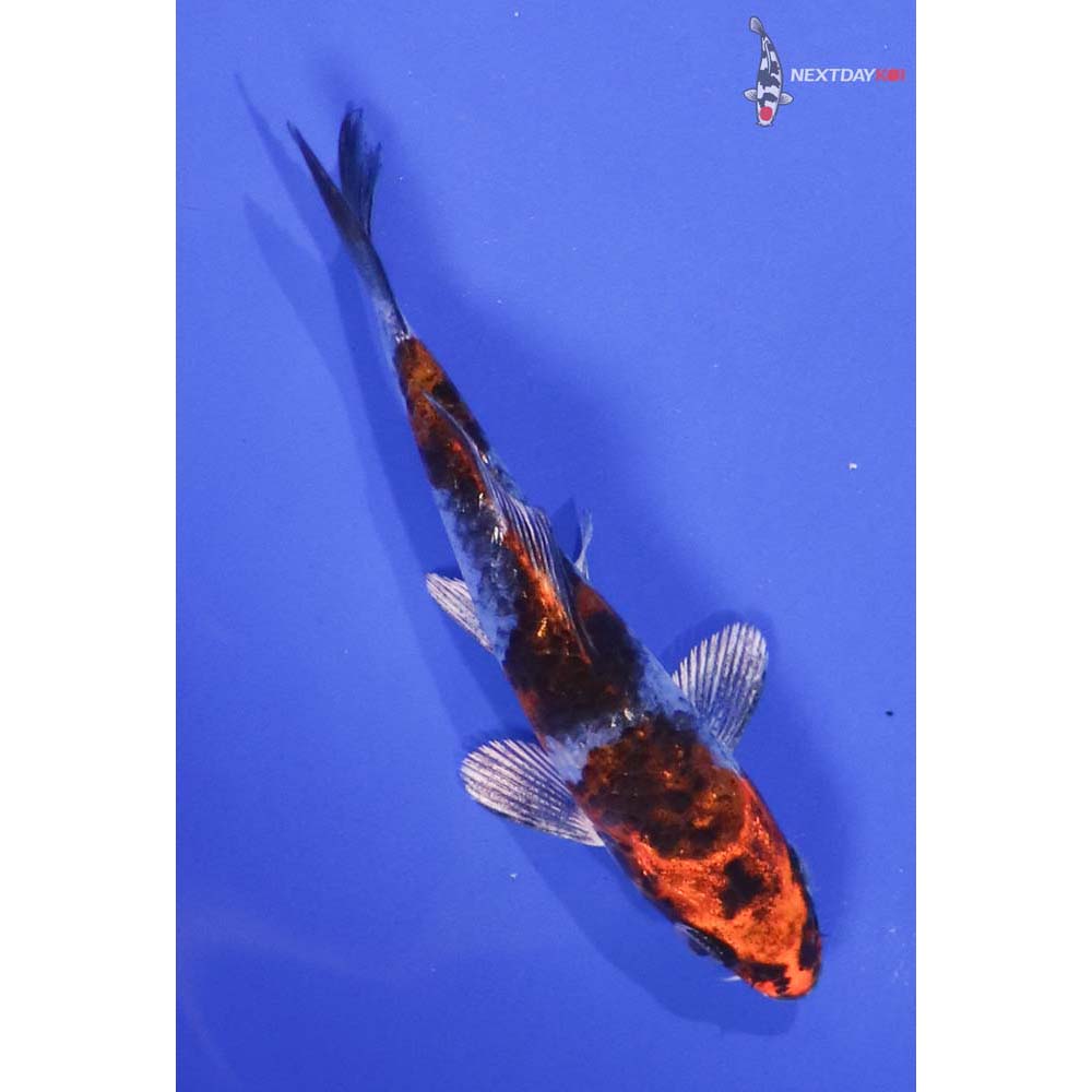 4” Imported Kujaku