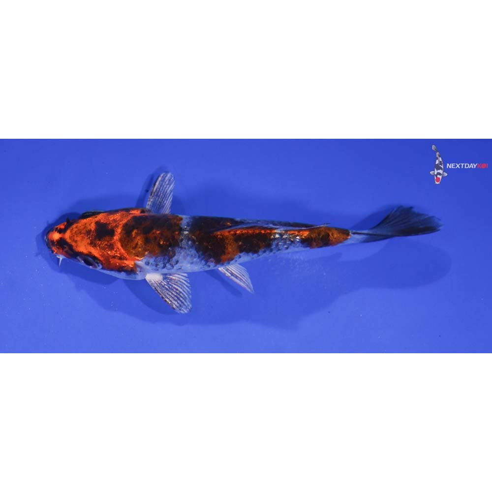 4” Imported Kujaku