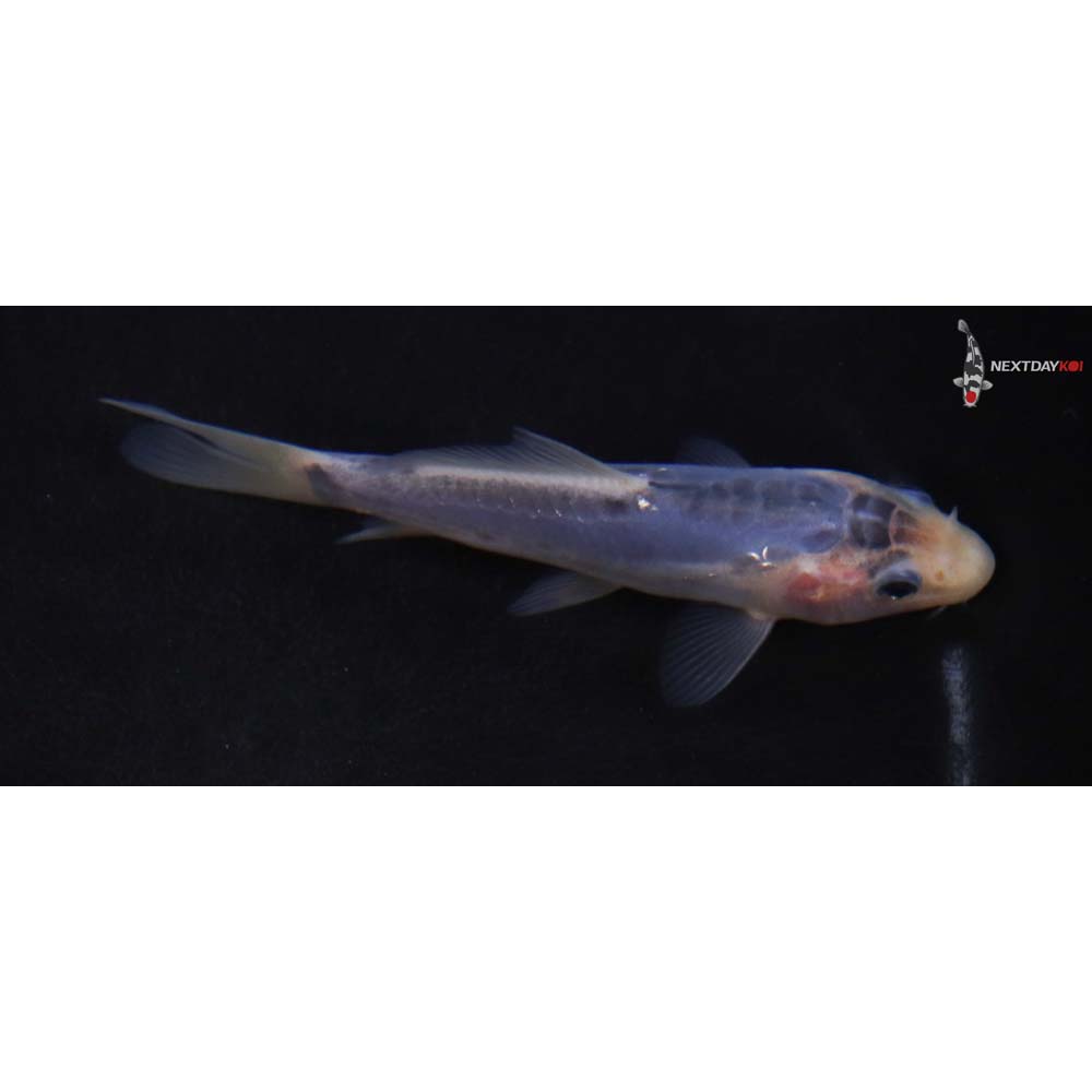 4” Imported Shusui