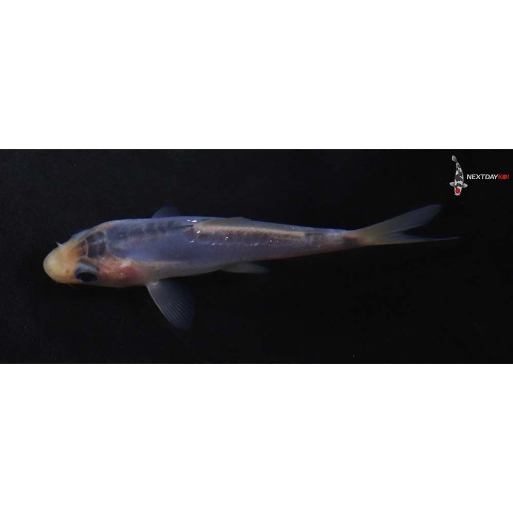4” Imported Shusui