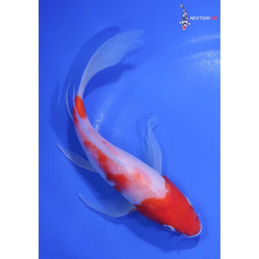 6.5” Imported Kohaku Butterfly Koi