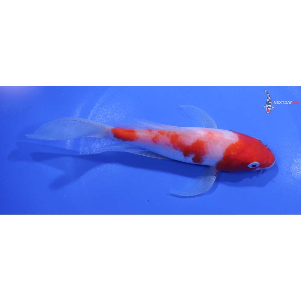 6.5” Imported Kohaku Butterfly Koi