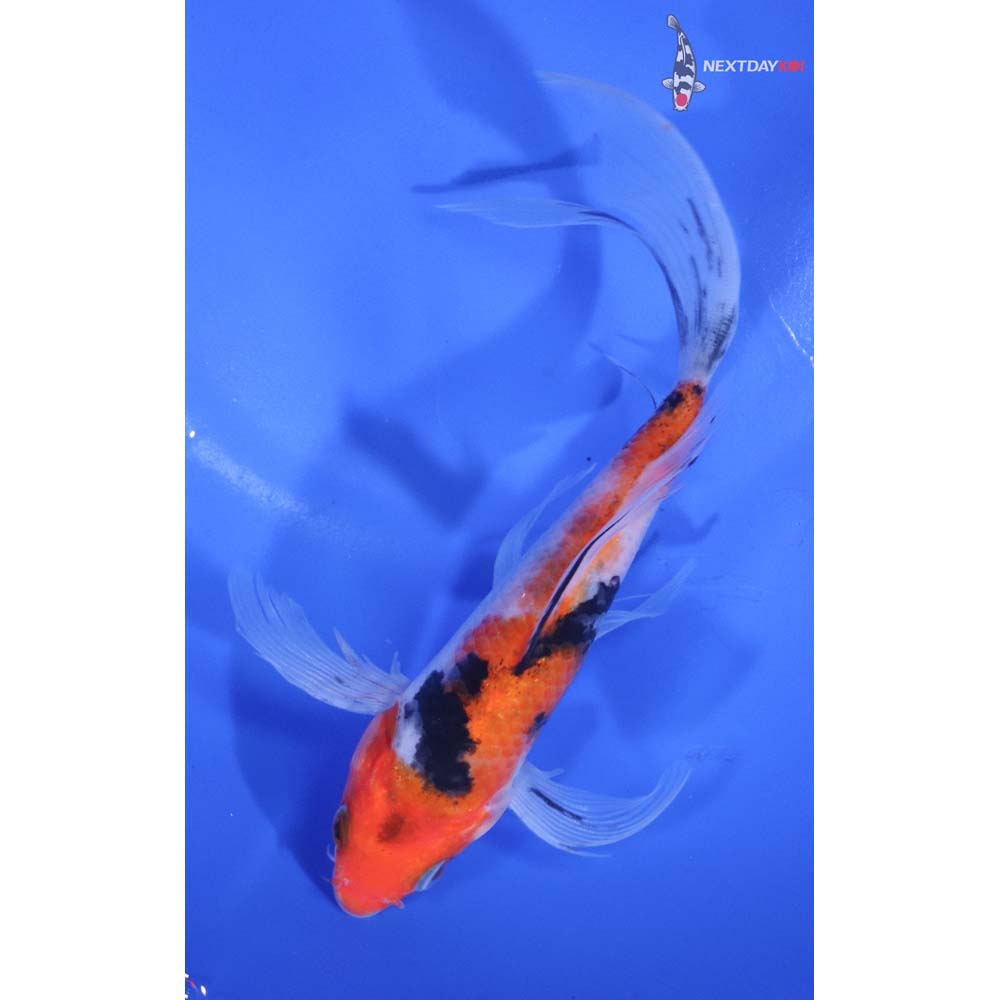 6.5” Imported Sanke Butterfly Koi