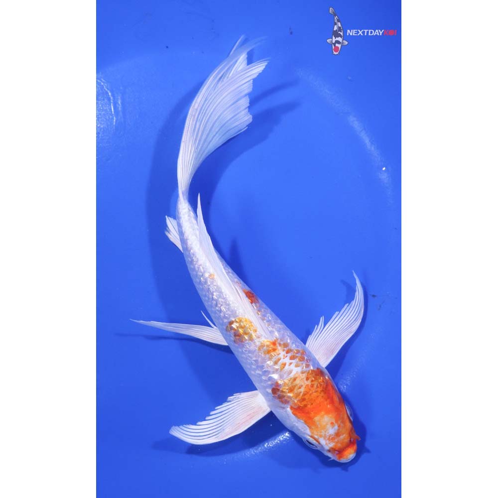 7” Imported Gin Rin Hariwake Butterfly Koi