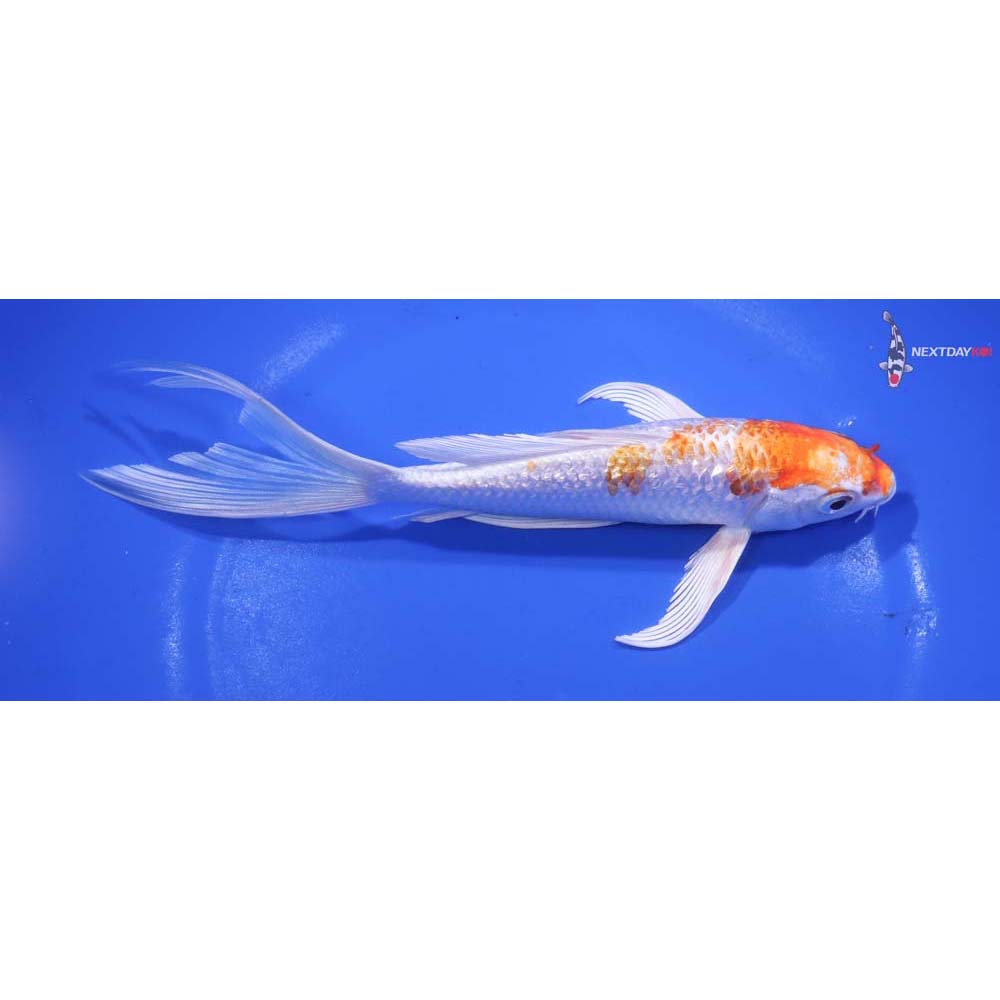 7” Imported Gin Rin Hariwake Butterfly Koi