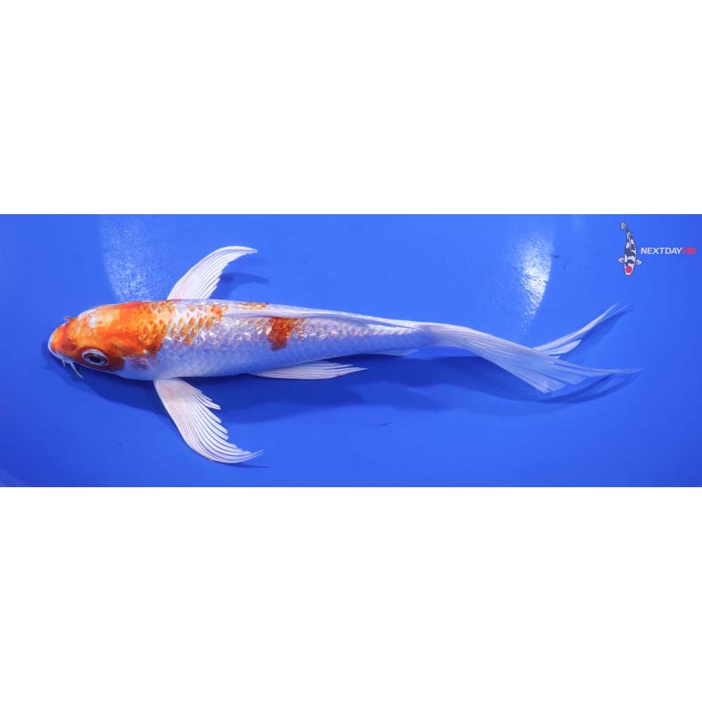 7” Imported Gin Rin Hariwake Butterfly Koi