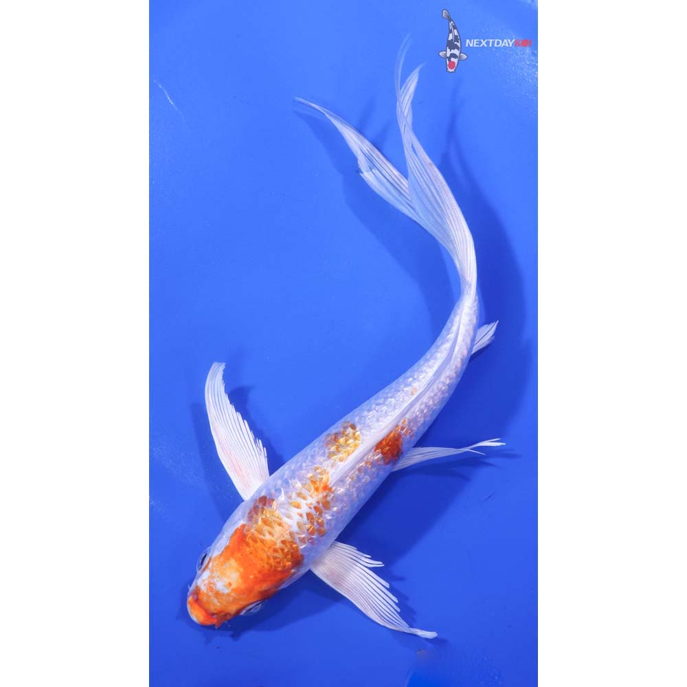 7” Imported Gin Rin Hariwake Butterfly Koi