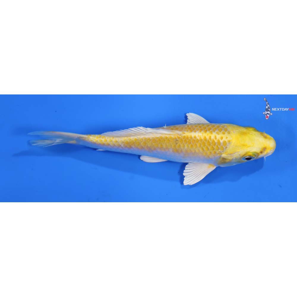 5” Imported Lemon Hariwake