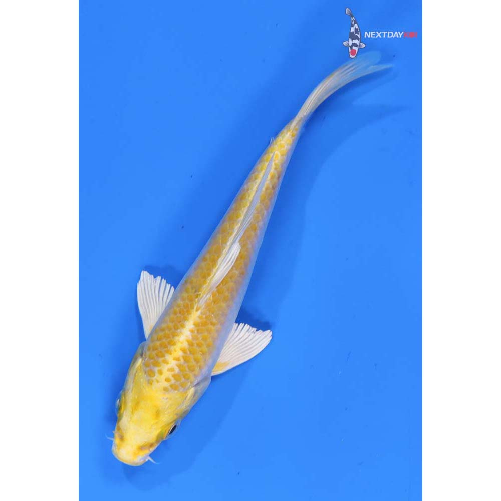 5” Imported Lemon Hariwake