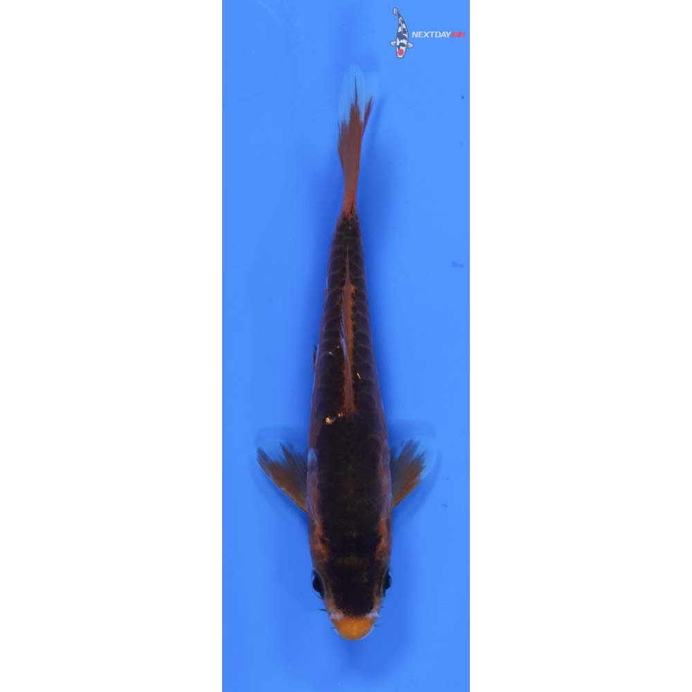 4.5” Imported Hana Shusui