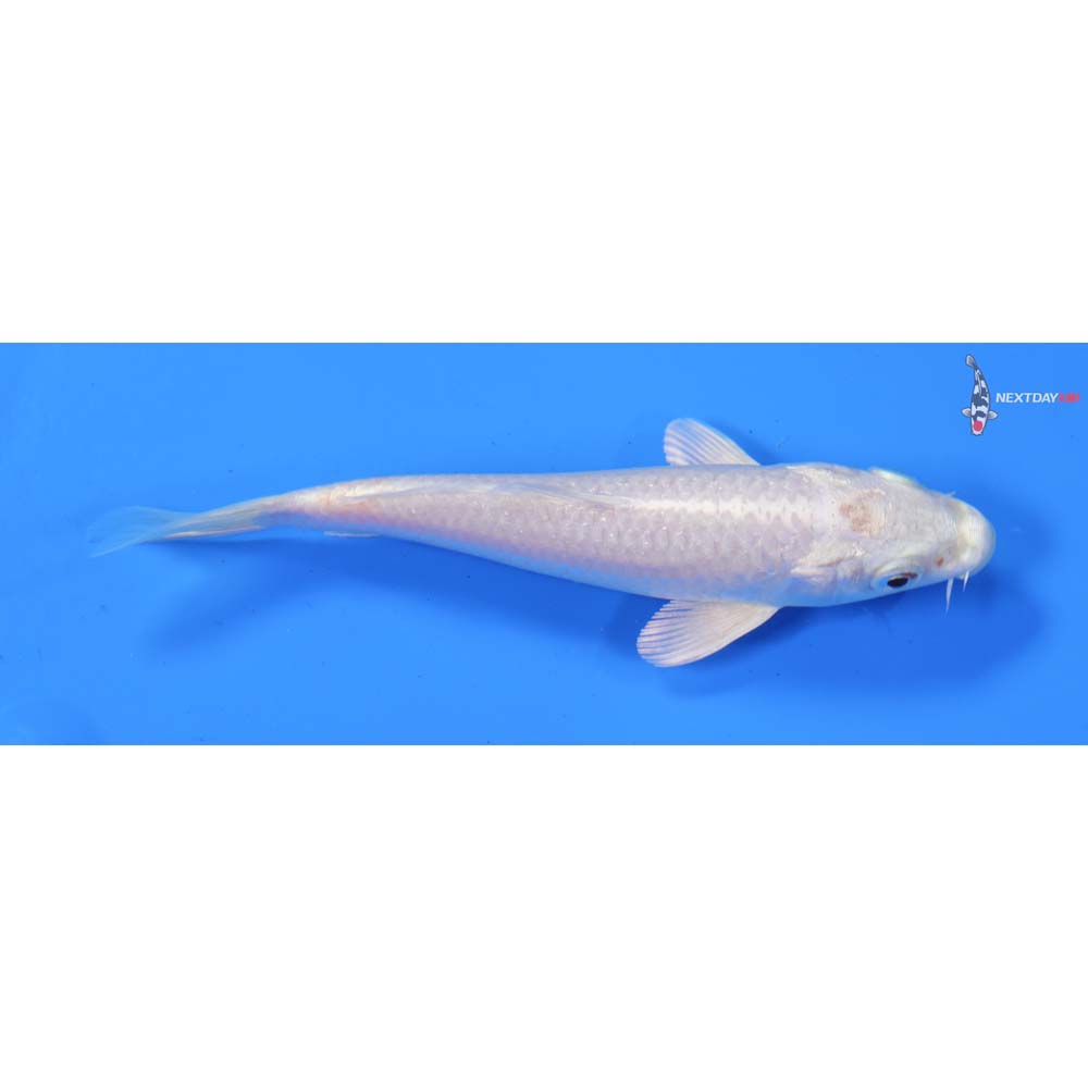 5” Imported Platinum Ogon