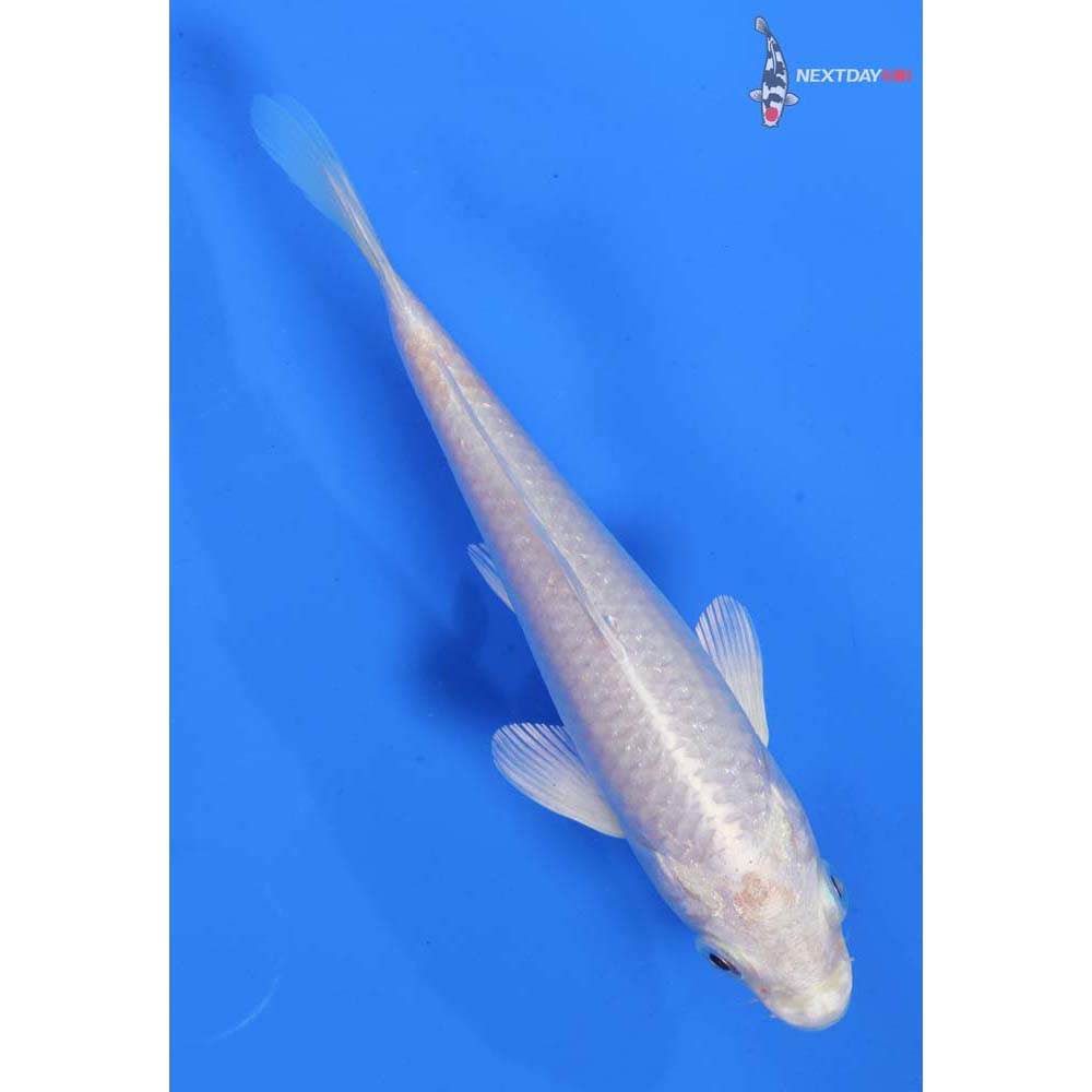 5” Imported Platinum Ogon
