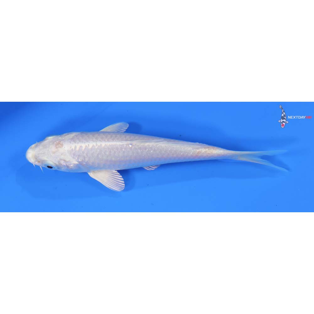 5” Imported Platinum Ogon