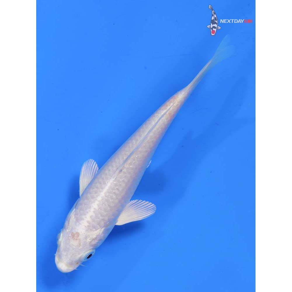 5” Imported Platinum Ogon