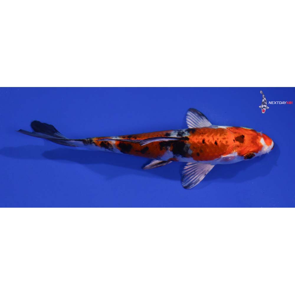 5” Imported Yamato Nishiki