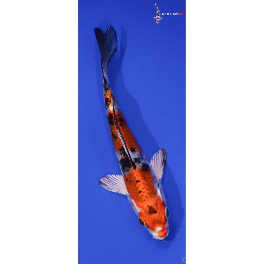5” Imported Yamato Nishiki