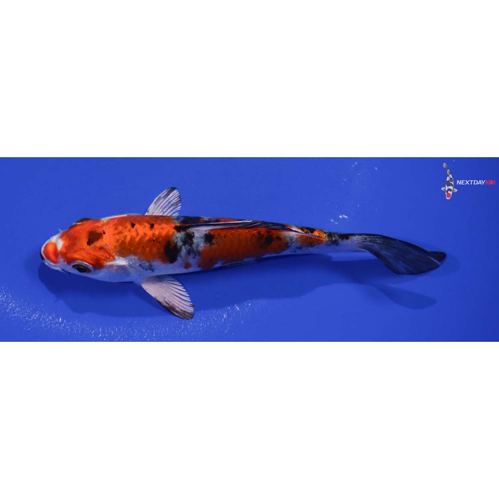 5” Imported Yamato Nishiki