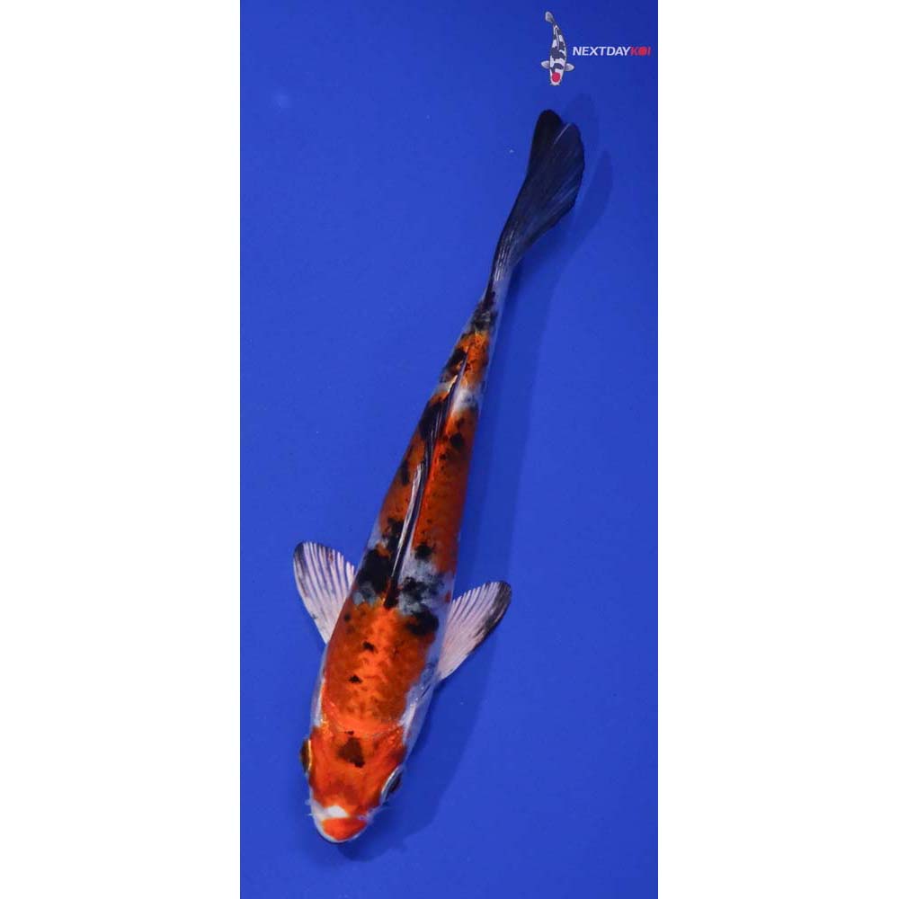 5” Imported Yamato Nishiki