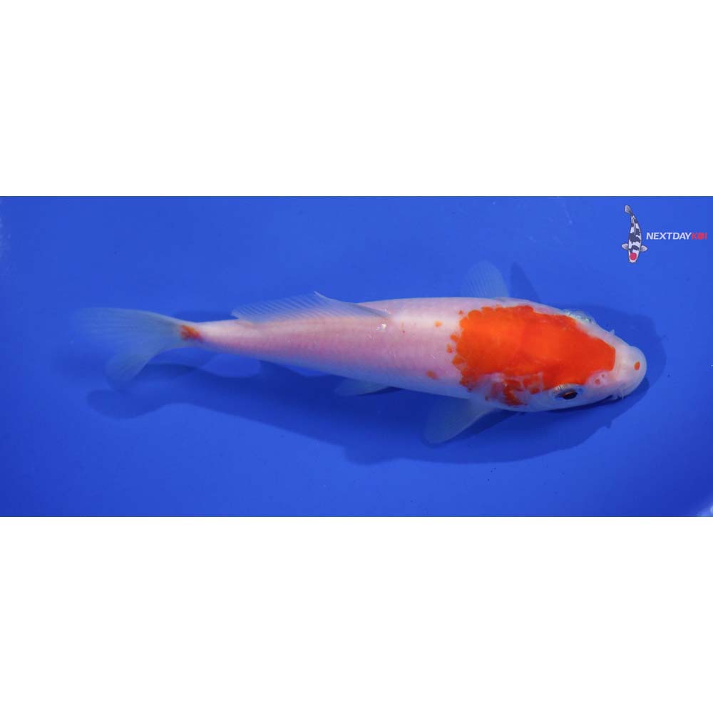 5” Imported Kohaku