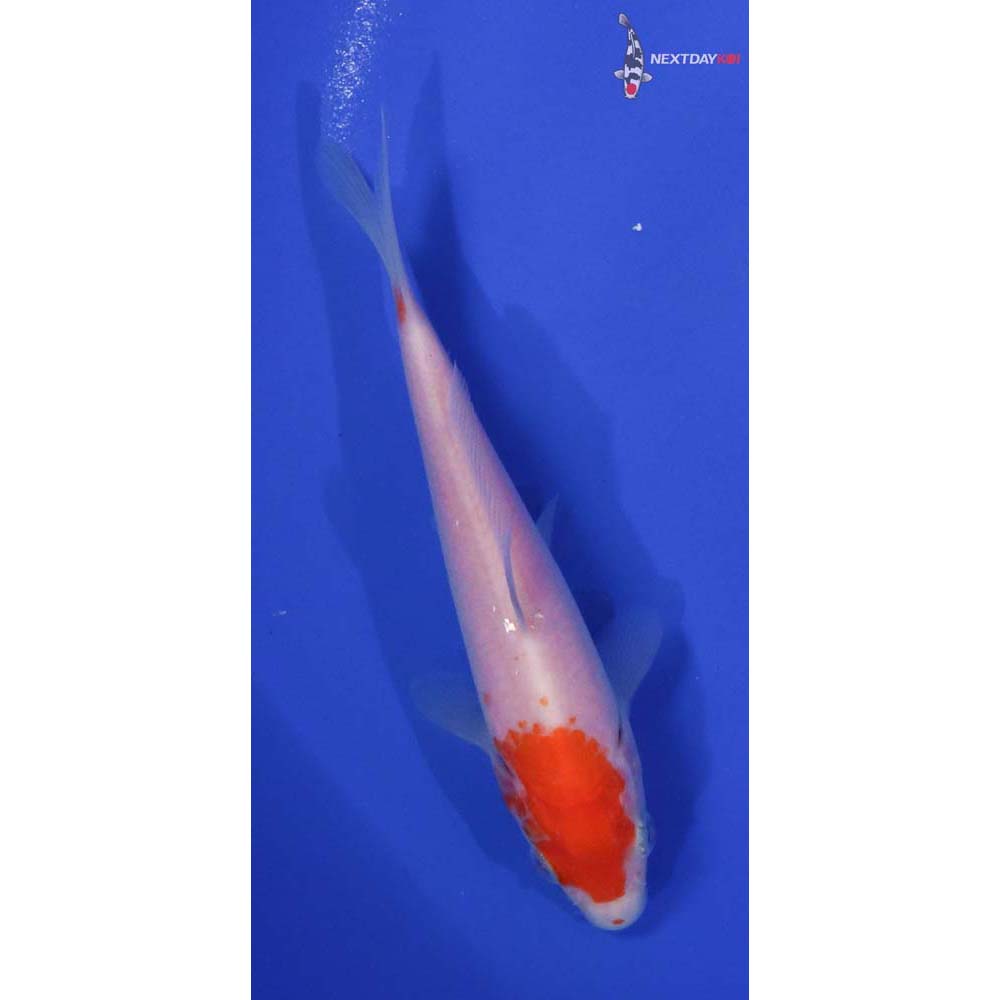 5” Imported Kohaku