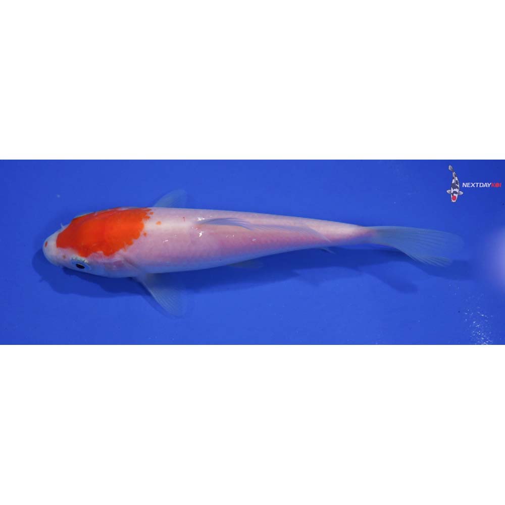 5” Imported Kohaku