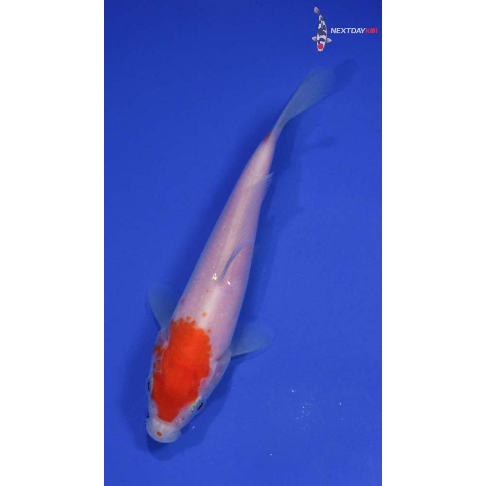 5” Imported Kohaku