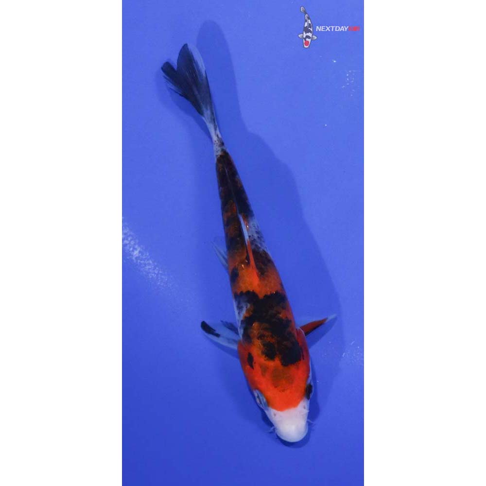 5” Imported Sanke
