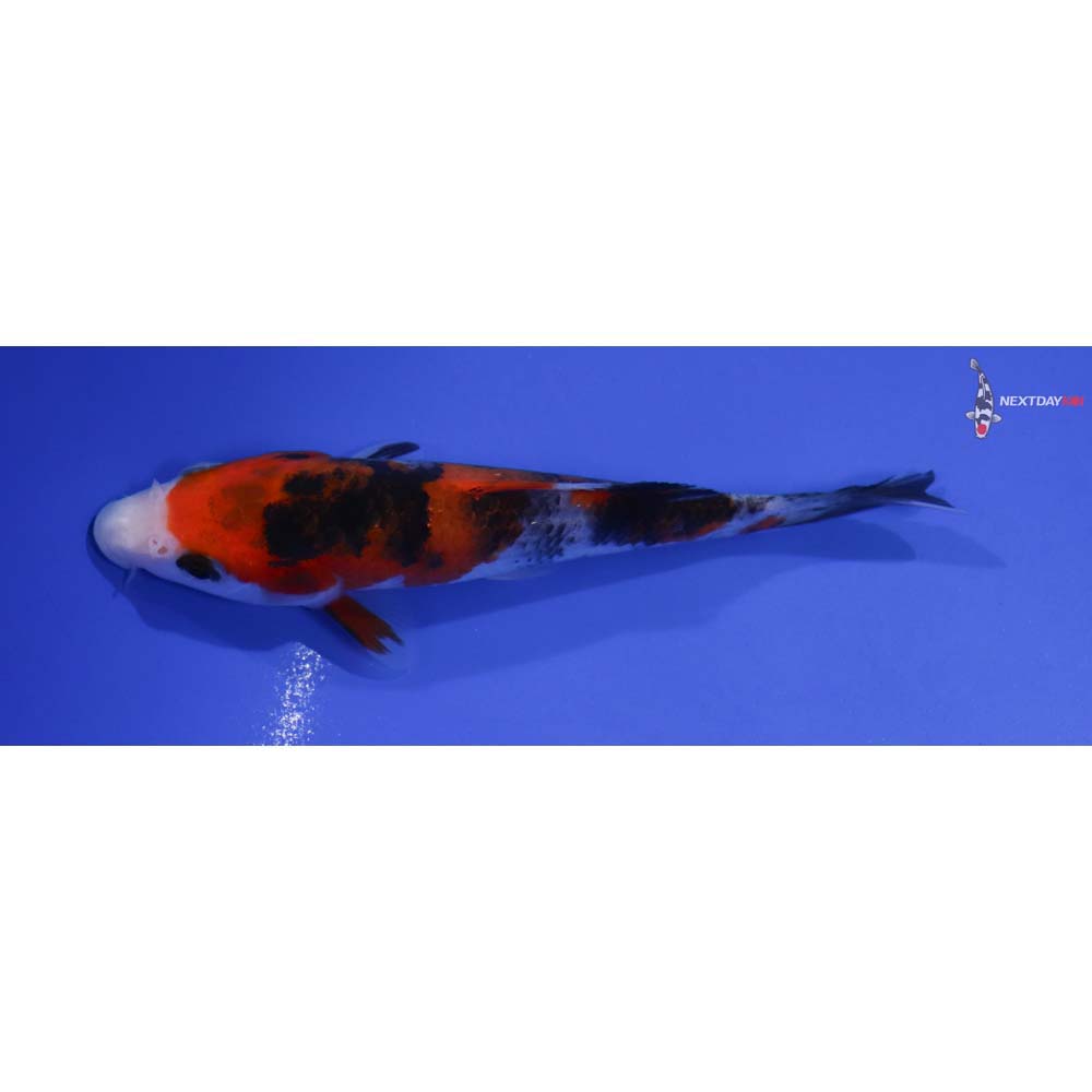 5” Imported Sanke