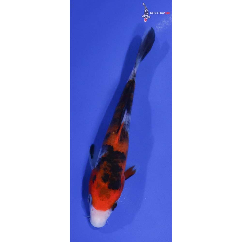 5” Imported Sanke