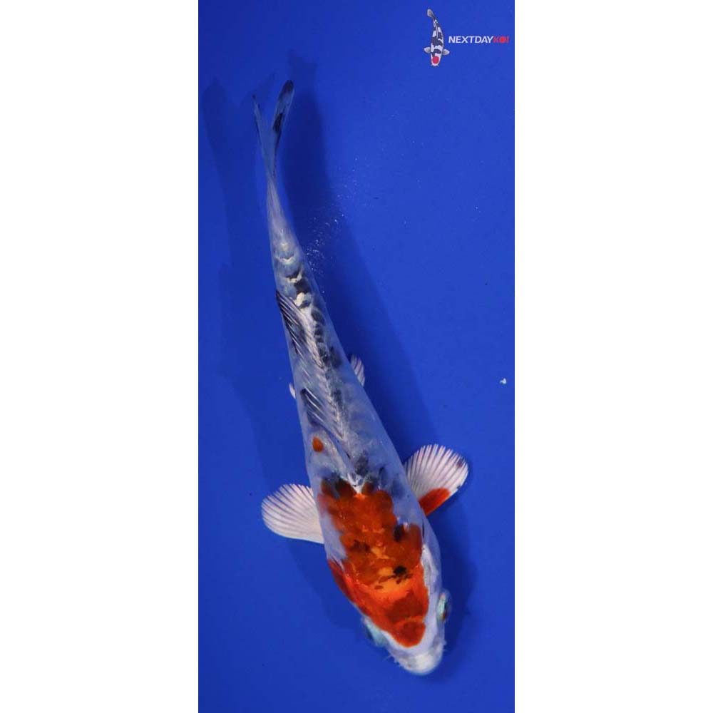 5” Imported Heisei Nishiki