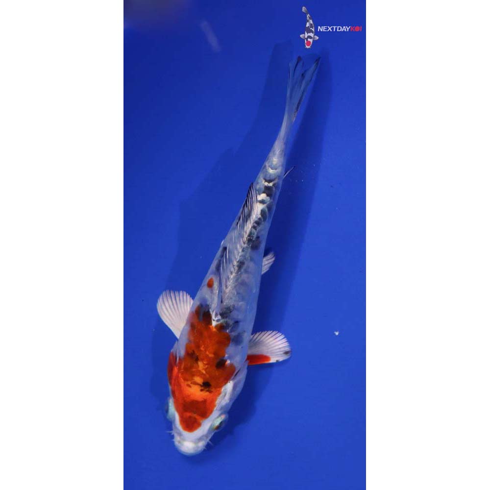5” Imported Heisei Nishiki