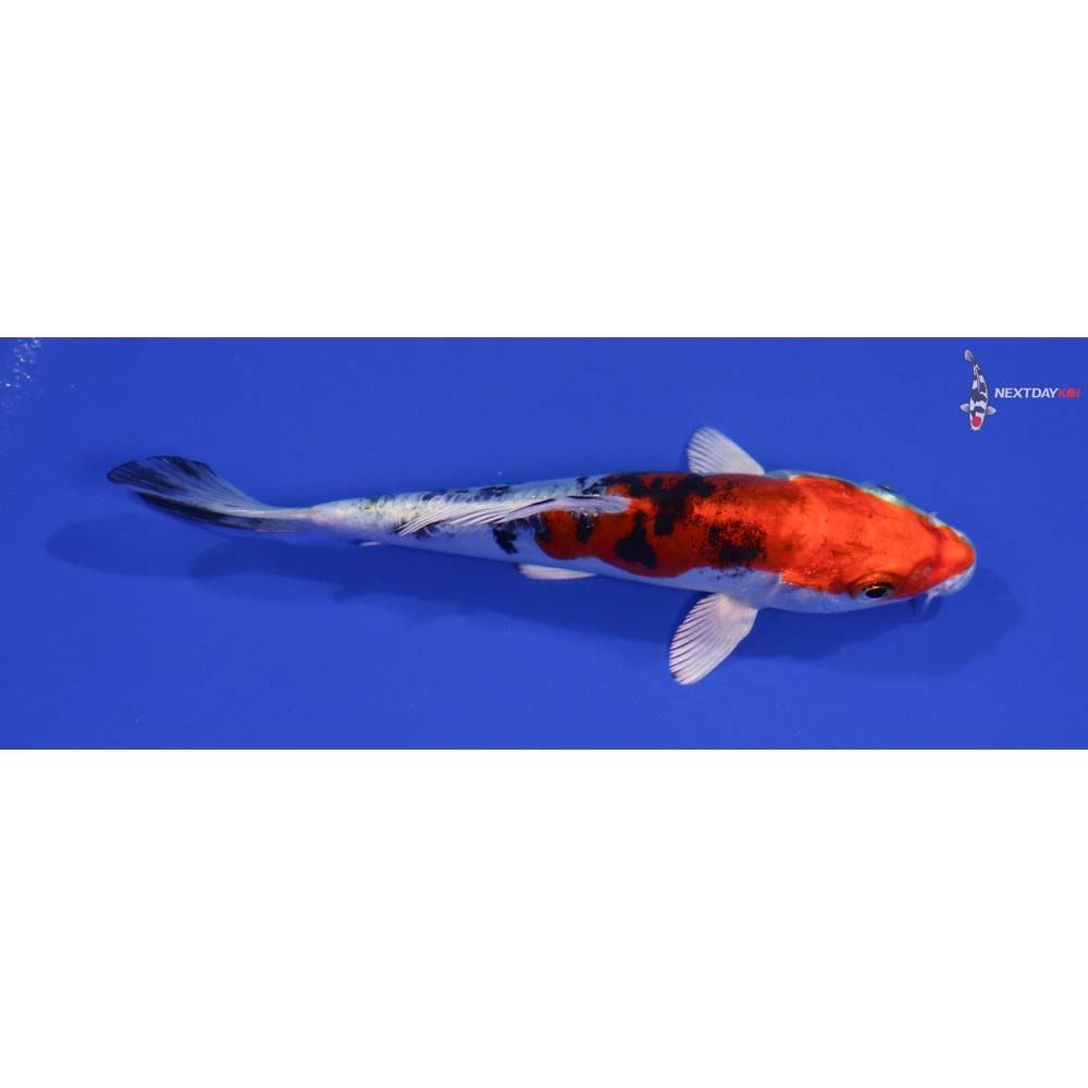 5” Imported Heisei Nishiki