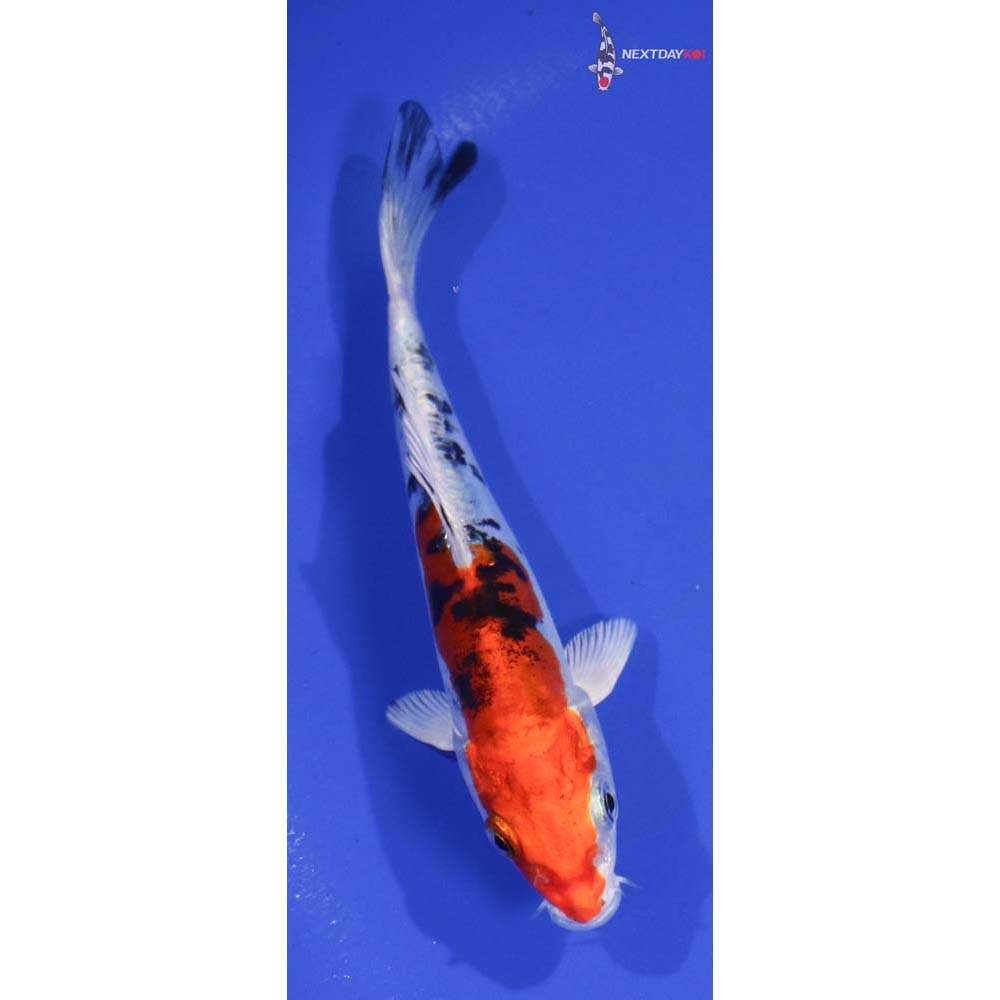 5” Imported Heisei Nishiki